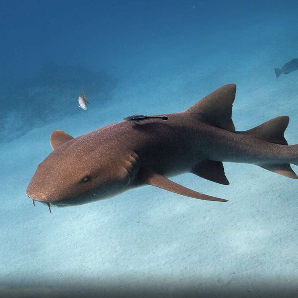 Swimming with Sharks