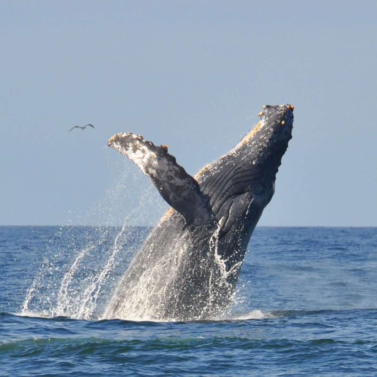 Whale Watching