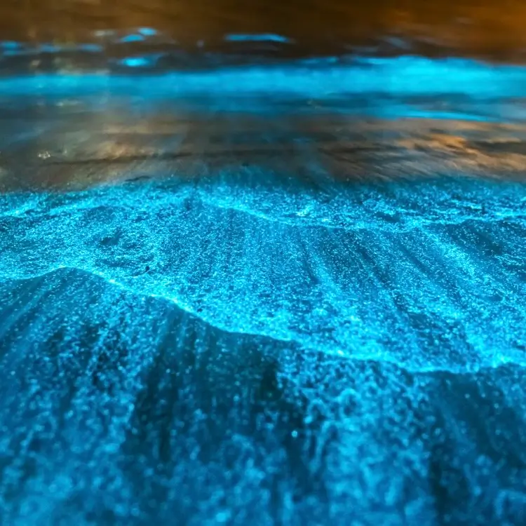 Bioluminescence Experience